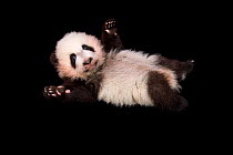 Panda cub (Ailuropoda melanoleuca) age three months, at Zoo Atlanta.
