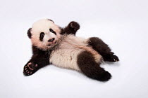 Panda cub (Ailuropoda melanoleuca) age three months, at Zoo Atlanta.