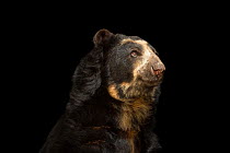 Spectacled bear (Tremarctos ornatus) named Billy at Parque Jaime Duque near Bogota, Colombia. Vulnerable species.
