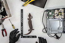 Blue tongued lizard / skink (Tiliqua nigrolutea) that was found inside a postal package labelled as DVD player. It was detected by Australia Post sorting facility in Melbourne. Department of Land, Wat...