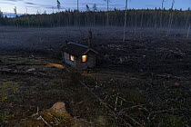 Cabin with lights on,  in middle of clear-cut forest, Viken, Norway.
