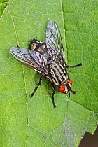 Flesh fly (Sarcophaga sp) Beverley Court Gardens, Lewisham, London, England, UK. . August