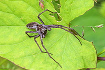 Nursery web spider (Pisaura mirabilis) male, Hutchinson&#39;s Bank, New Addington, London, England, UK. June