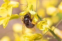 Hairy-footed flower bee (Anthophora plumipes) Beverley Court Gardens, London, England, UK. May.