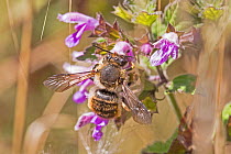 Wool-carder bee (Anthidium manicatum) Sutcliffe Park Nature Reserve, Eltham, London, England, UK. July.