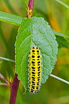 Larva / caterpillar of Six-spot Burnet (Zygaena filipendulae) Sutcliffe Park Nature Reserve,Eltham, London, England, UK. June