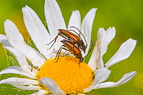 Black-striped longhornbeetles (Stenurella melanura) mating pair on Ox-eye daisy, Hutchinson&#39;s Bank, New Addington, London, England, UK, June