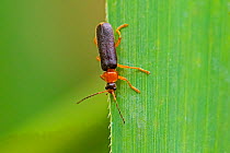 Soldier beetle (Cantharis thoracica) In reed habitat Scarce and local Sutcliffe Park Nature Reserve, Eltham, London, England, UK. July.