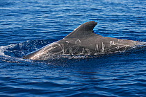 Pilot whale (Globicephala macrorhynchus) with scars and scratches. Tenerife, Canary Islands.