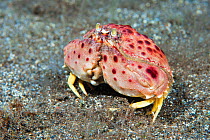 Box crab (Callapa granulata), Tenerife, Canary Islands.