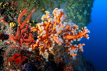 Orange coral (Dendrophyllia Ramea) and Red sea fan (Leptogorgia ruberrima), La Gomera, Canary islands.