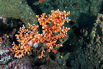 Orange coral (Dendrophyllia Ramea), Tenerife, Canary Islands.