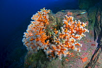Orange coral (Dendrophyllia Ramea), Tenerife, Canary Islands.