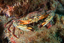 Swimming crab (Cronius ruber) Canary Islands, Tenerife. Invasive species.