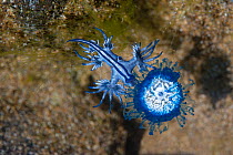 Blue dragon seaslug (Glaucus atlanticus) feeding on blue button (Porpita porpita), Tenerife, Canary Islands.