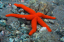 Red starfish (Echinaster sepositus), Tenerife, Canary Islands.
