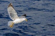 Yellow-legged gull (Larus michahellis) in flight over sea, Tenerife, Canary Islands.