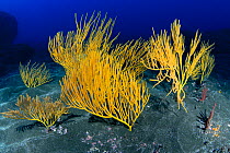 Yellow seafan (Leptogorgia viminalis), La Gomera, Canary Islands.