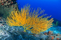 Yellow seafan (Leptogorgia viminalis), La Gomera, Canary Islands.