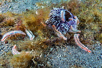 Fire worm (Hermodice carunculata) feeding on a sea urchin, Tenerife, Canary Islands.
