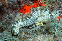 Beaded sea cucumber (Euapta lappa), nocturnal species, Tenerife, Canary Islands.
