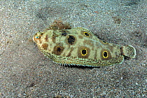 Foureyed sole (Microchirus ocellatus) on sea floor, Tenerife, Canary Islands.