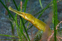 Pipefish (Syngnathus acus) in a seagrass meadow (Cymodocea nodosa) Tenerife, Canary Islands.