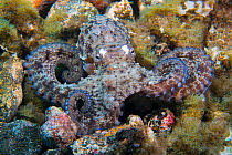 Common octopus (Octopus vulgaris) on sea floor, Tenerife, Canary Islands.