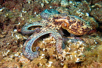 Common octopus (Octopus vulgaris) on sea floor, Tenerife, Canary Islands.