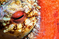 Common octopus (Octopus vulgaris) close up of eye, Tenerife, Canary Islands.