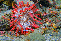 Telamactis anemone (Telmatactis cricoides) with shrimp, Canary Islands, Tenerife.