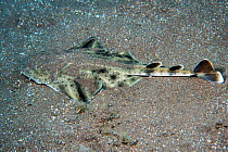 Angel shark (Squatina squatina) on sea floor, Tenerife, Canary Islands.