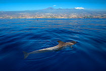 Pilot whale (Globicephala macrorhynchus) at the surface, Tenerife. Canary Islands.