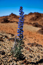Tajinaste blue (Echium auberianum) Teide National Park, UNESCO World Heritage Site. Tenerife, Canary Islands. Endemic plant.