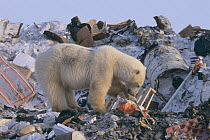 Polar bear (Ursus maritimus) foraging at garbage dump, Churchill, Manitoba, Canada October 2003. The polar bears are unable to hunt for several months due to absence of ice in the region, which is nee...