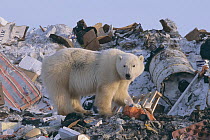 Polar bear (Ursus maritimus) foraging at garbage dump, Churchill, Manitoba, Canada. October 2003. The polar bears are unable to hunt for several months due to absence of ice in the region, which is ne...