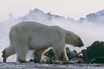Polar bear (Ursus maritimus) foraging at garbage dump, Churchill, Manitoba, Canada. October 2003. The polar bears are unable to hunt for several months due to absence of ice in the region, which is ne...
