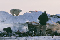 Polar bear (Ursus maritimus) sub adult watching man at garbage dump, Churchill, Manitoba, Canada. October 2003. The polar bears are unable to hunt for several months due to absence of ice in the regio...