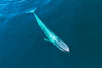 Blue whale (Balaenoptera musculus) Baja California, Mexico, North Pacific Aerial