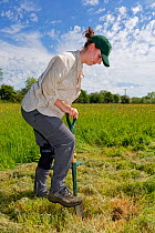 Wiltshire Wildlife Trust volunteer digging a hole in a mown patch of a formerly farmed meadow, before planting a Devil&#39;s bit scabious (Succisa pratensis) plant plug to provide food for caterpillar...