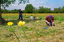Wiltshire Wildlife Trust volunteers planting Devil&#39;s bit scabious (Succisa pratensis) plant plugs in a mown patch of a formerly farmed meadow with many flowering Meadow buttercups (Ranunculus acri...