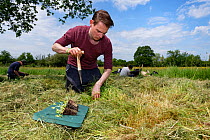 Wiltshire Wildlife Trust volunteer using a dibber to create holes for planting Devil&#39;s bit scabious (Succisa pratensis) plant plugs in a mown patch of a formerly farmed meadow to provide food for...