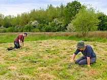 Wiltshire Wildlife Trust volunteers planting Devil&#39;s bit scabious (Succisa pratensis) plant plugs in a mown patch of a formerly farmed marshy meadow to provide food for caterpillars of the Marsh f...