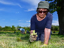 Wiltshire Wildlife Trust volunteers planting Devil&#39;s bit scabious (Succisa pratensis) plant plugs in a mown patch of a formerly farmed meadow to provide food for caterpillars of the Marsh fritilla...