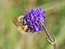 Common carder bee (Bombus pascuorum) visiting a Devil&#39;s bit scabious (Succisa pratensis) flower in a chalk grassland meadow, Wiltshire, UK, September.