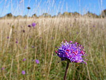 Devil&#39;s bit scabious (Succisa pratensis) stand flowering in a chalk grassland meadow in autumn after other flowers have set seed, Wiltshire, UK, September.