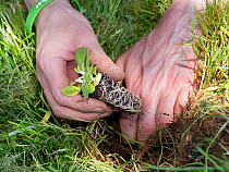 Devil&#39;s bit scabious (Succisa pratensis) plug being planted in a formerly farmed meadow by a Wiltshire Wildlife Trust volunteer to provide food for caterpillars of the Marsh fritillary butterfly (...