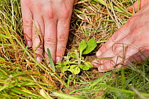 Devil&#39;s bit scabious (Succisa pratensis) plug being planted in a formerly farmed meadow by a Wiltshire Wildlife Trust volunteer to provide food for caterpillars of the Marsh fritillary butterfly (...
