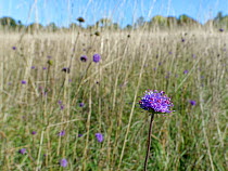 Devil&#39;s bit scabious (Succisa pratensis) stand flowering in a chalk grassland meadow in autumn after other flowers have set seed, Wiltshire, UK, September.