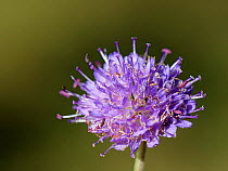 Devil&#39;s bit scabious (Succisa pratensis) flowering in a woodland ride, Lower Woods, Gloucestershire, UK, October.